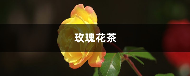 玫瑰花茶 玫瑰花茶