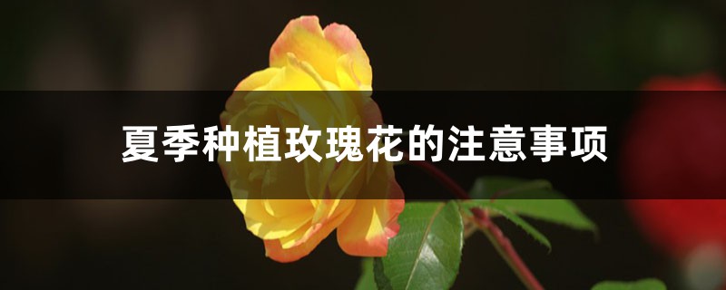 夏季种植玫瑰花的注意事项 夏季种植玫瑰花的注意事项