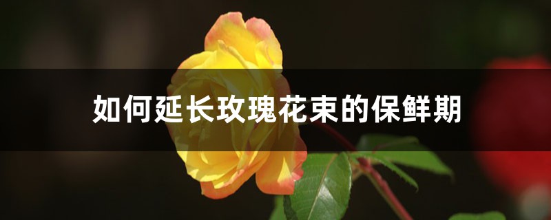 如何延长玫瑰花束的保鲜期 如何延长玫瑰花束的保鲜期