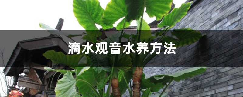 滴水观音水养方法 滴水观音水养方法