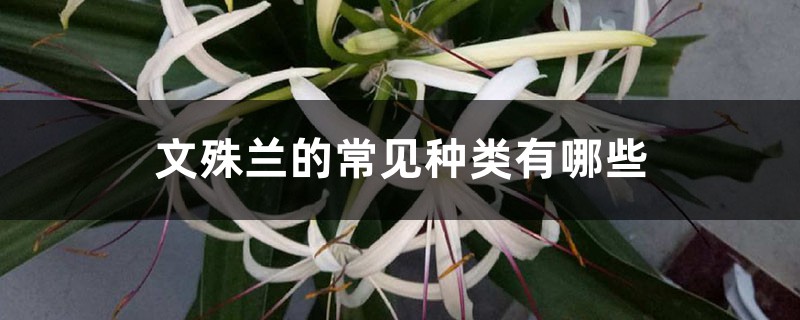 文殊兰的常见种类有哪些 文殊兰的常见种类有哪些
