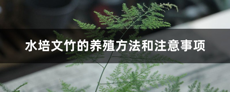 水培文竹的养殖方法和注意事项 水培文竹的养殖方法和注意事项