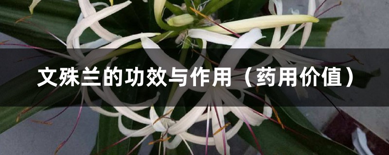 文殊兰的功效与作用(药用价值) 文殊兰的功效与作用(药用价值)