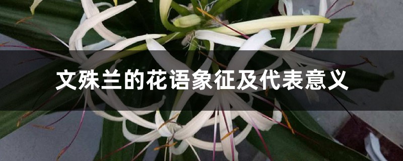 文殊兰的花语象征及代表意义 文殊兰的花语象征及代表意义