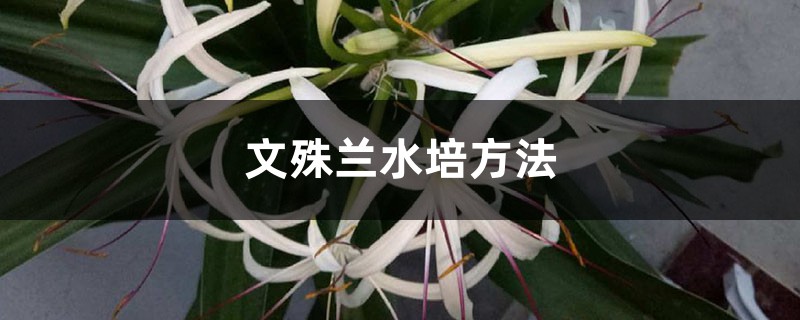 文殊兰水培方法 文殊兰水培方法