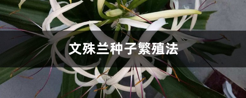 文殊兰种子繁殖法 文殊兰种子繁殖法