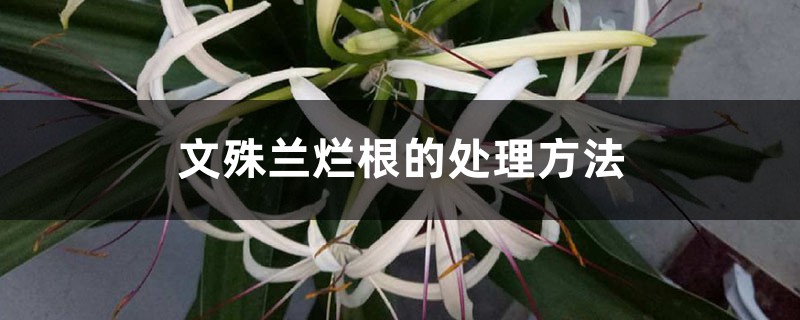 文殊兰烂根的处理方法 文殊兰烂根的处理方法