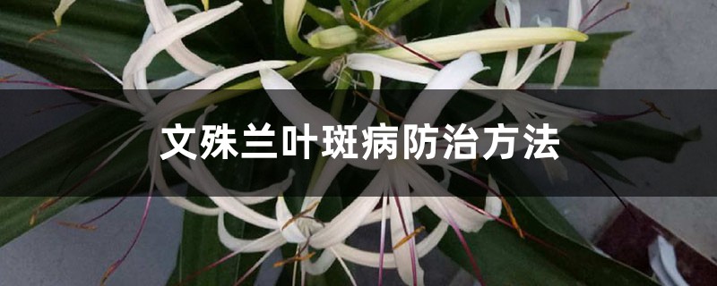 文殊兰叶斑病防治方法 文殊兰叶斑病防治方法