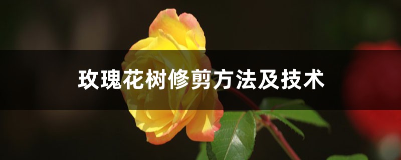 玫瑰花树修剪方法及技术 玫瑰花树修剪方法及技术