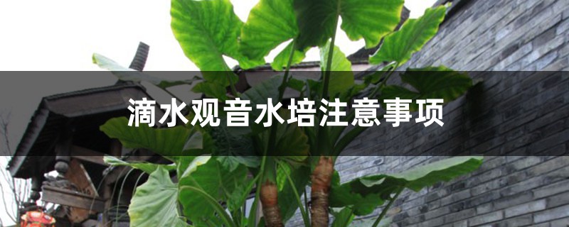 滴水观音水培注意事项 滴水观音水培注意事项