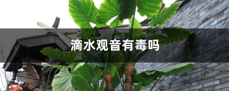 滴水观音有毒吗 滴水观音有毒吗