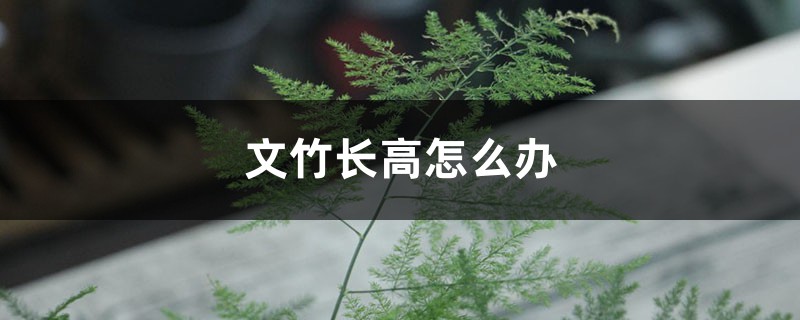 文竹长高怎么办 文竹长高怎么办
