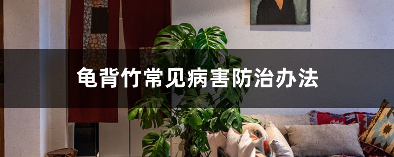 龟背竹常见病害防治办法 龟背竹常见病害防治办法