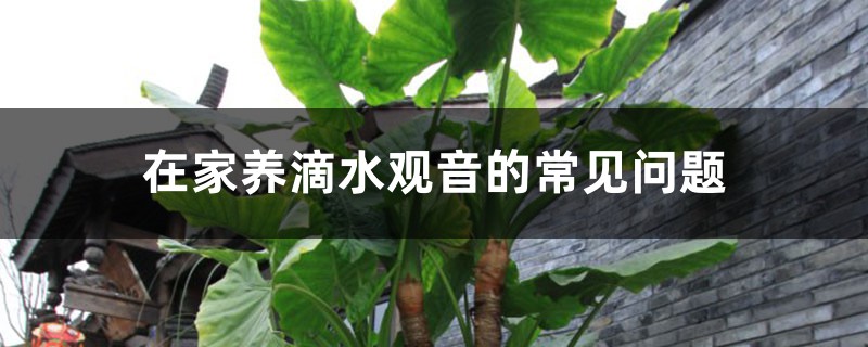 在家养滴水观音的常见问题 在家养滴水观音的常见问题