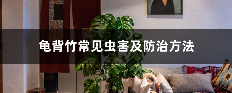 龟背竹常见虫害及防治方法 龟背竹常见虫害及防治方法