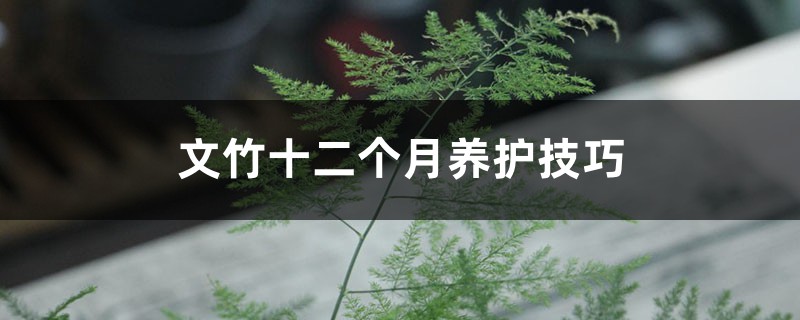 文竹十二个月养护技巧 文竹十二个月养护技巧
