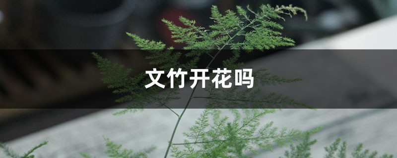 文竹开花吗 文竹开花吗