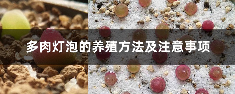 多肉灯泡的养殖方法及注意事项 多肉灯泡的养殖方法及注意事项