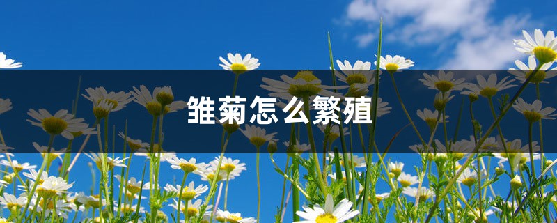 雏菊怎么繁殖 雏菊怎么繁殖