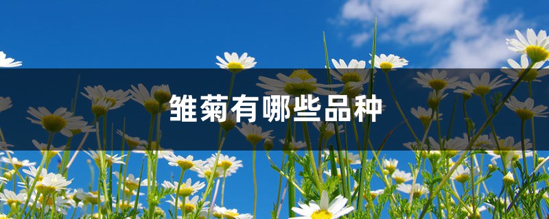 雏菊有哪些品种 雏菊有哪些品种