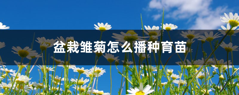 盆栽雏菊怎么播种育苗 盆栽雏菊怎么播种育苗