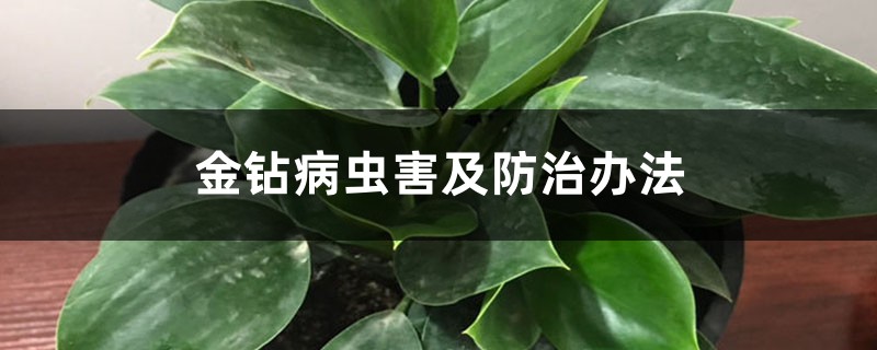 金钻病虫害及防治办法 金钻病虫害及防治办法