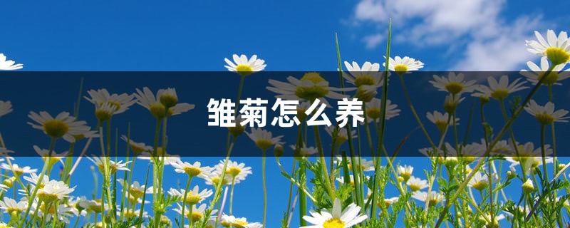 雏菊怎么养 雏菊怎么养