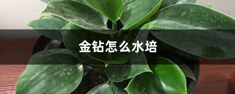 金钻怎么水培 金钻怎么水培