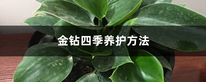 金钻四季养护方法 金钻四季养护方法