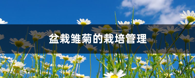 盆栽雏菊的栽培管理 盆栽雏菊的栽培管理