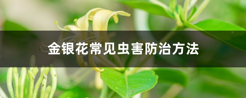 金银花常见虫害防治方法 金银花常见虫害防治方法