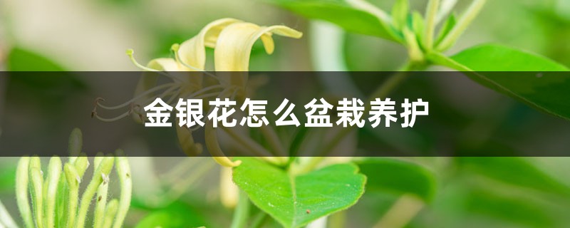 金银花怎么盆栽养护 金银花怎么盆栽养护