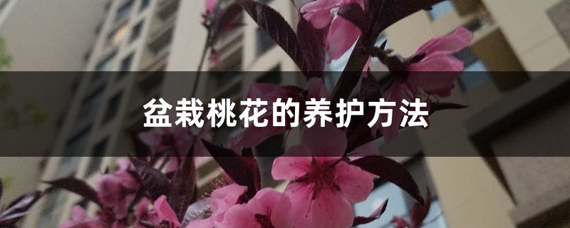 盆栽桃花的养护方法 盆栽桃花的养护方法