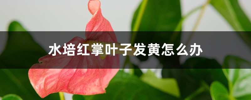 水培红掌叶子发黄怎么办 水培红掌叶子发黄怎么办