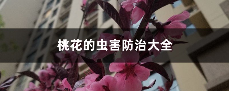 桃花的虫害防治大全 桃花的虫害防治大全