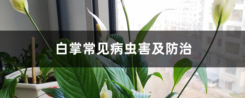 白掌常见病虫害及防治 白掌常见病虫害及防治