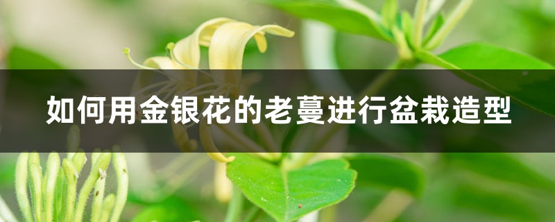 如何用金银花的老蔓进行盆栽造型 如何用金银花的老蔓进行盆栽造型