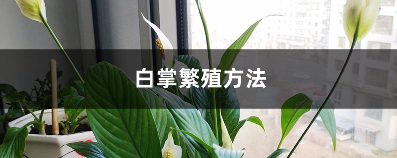 白掌繁殖方法 白掌繁殖方法