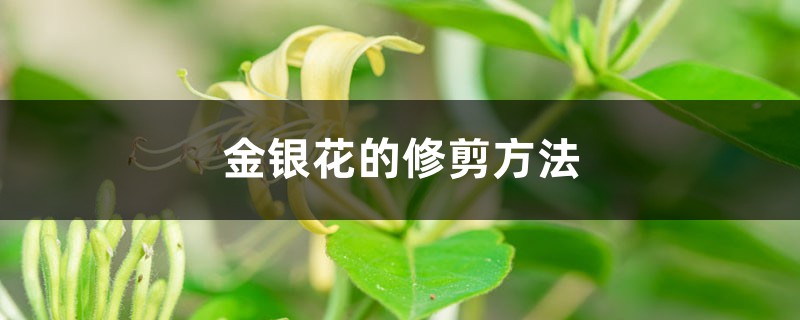 金银花的修剪方法 金银花的修剪方法