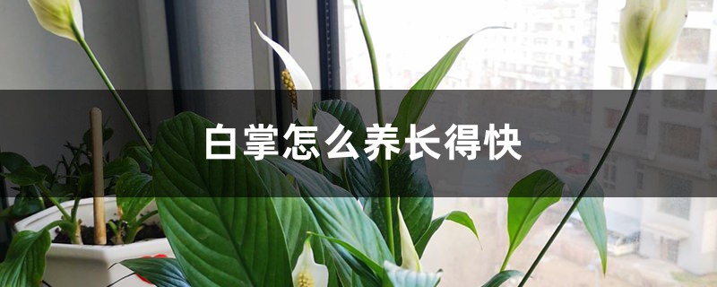白掌怎么养长得快 白掌怎么养长得快
