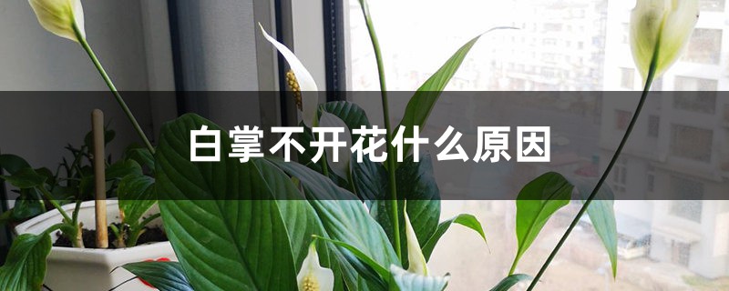 白掌不开花什么原因 白掌不开花什么原因