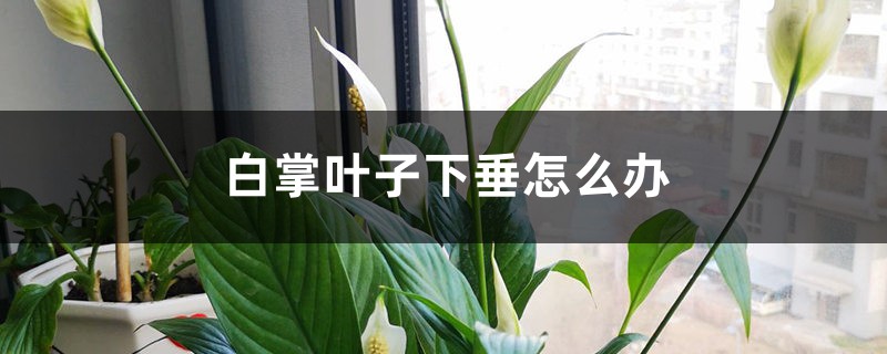 白掌叶子下垂怎么办 白掌叶子下垂怎么办
