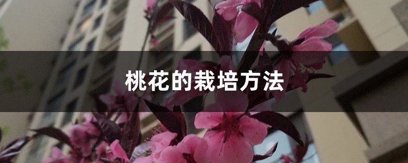桃花的栽培方法 桃花的栽培方法