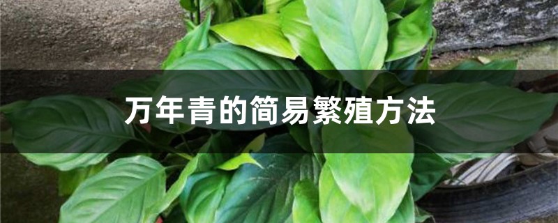 万年青怎么繁殖 万年青怎么繁殖