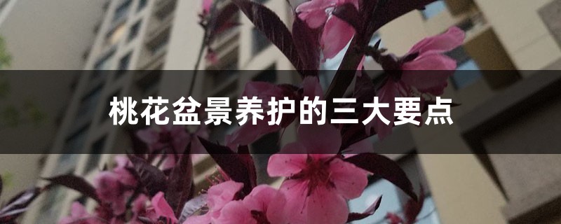 桃花盆景养护的三大要点 桃花盆景养护的三大要点