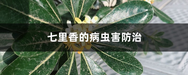 七里香的病虫害防治 七里香的病虫害防治