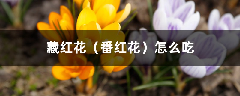 藏红花(番红花)怎么吃 藏红花(番红花)怎么吃