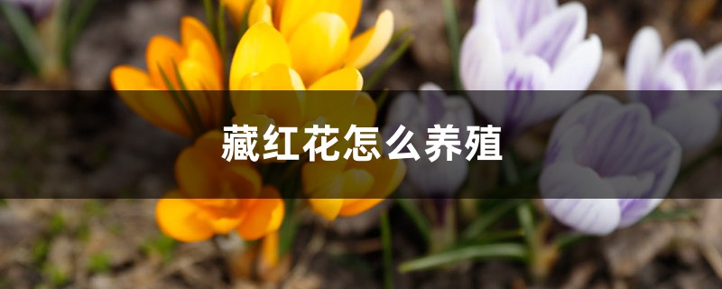 藏红花养殖方法及注意事项 藏红花养殖方法及注意事项