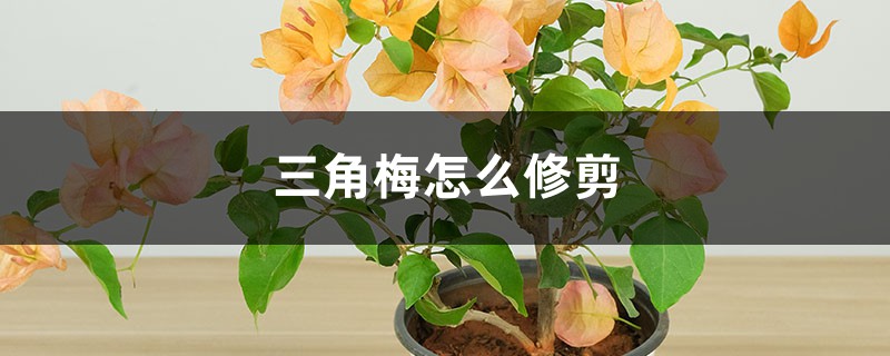 三角梅的修剪方法 三角梅的修剪方法