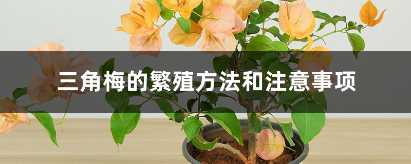 三角梅的繁殖方法和注意事项 三角梅的繁殖方法和注意事项